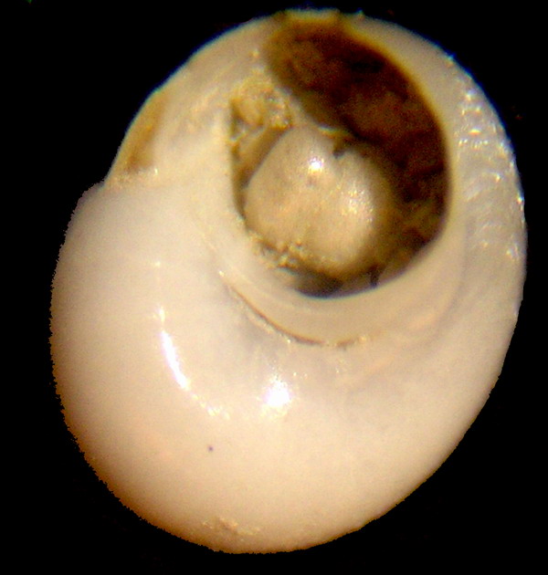 Cirsonella romettensis